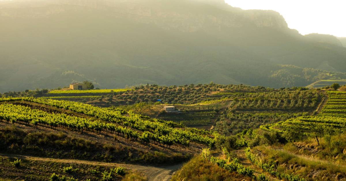 Yes We Ride Blog 5 rutas en moto perfectas para descubrir Cataluna este invierno Vista del paisaje de los vinedos de la region del Priorat en Tarragona Espana